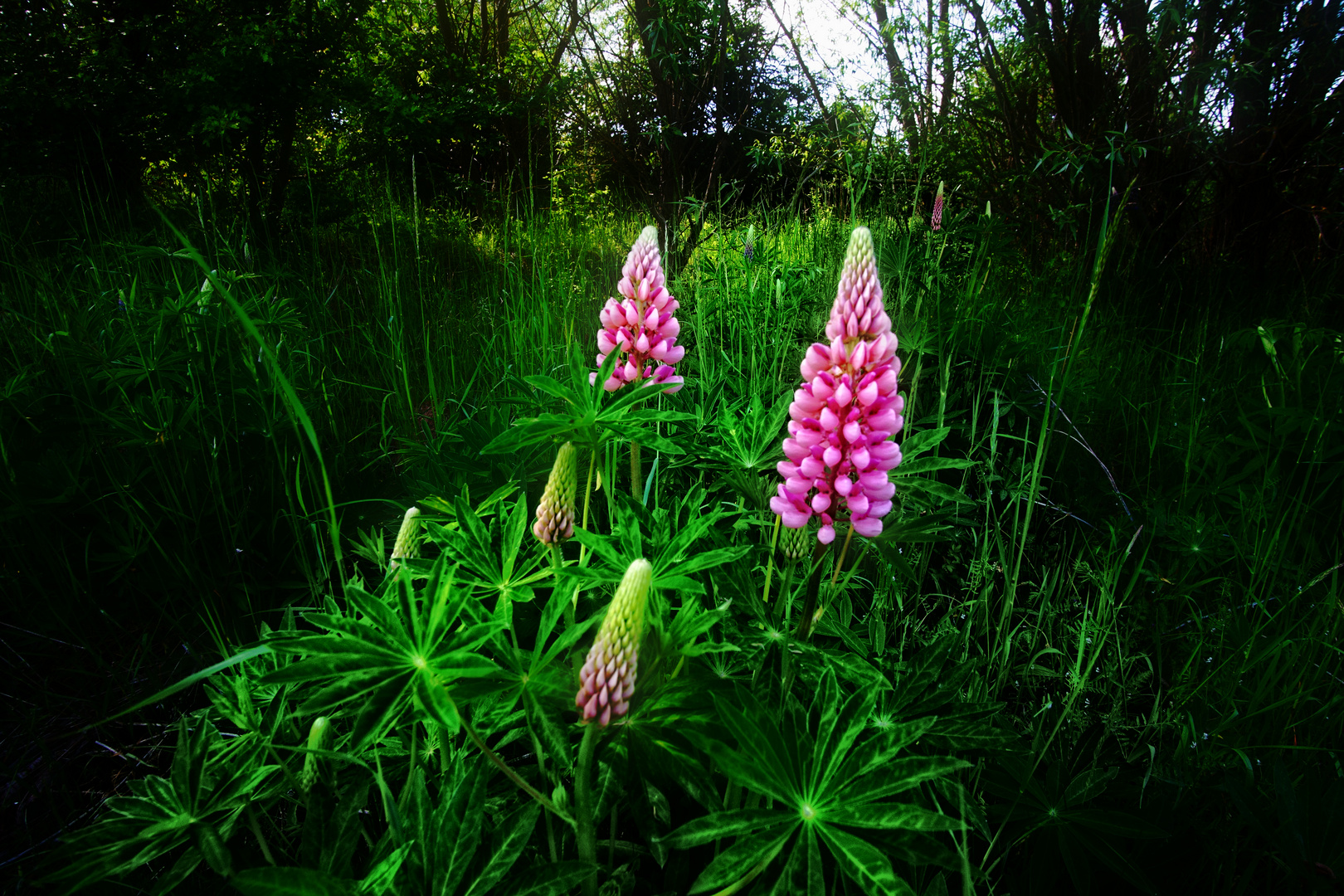 Lupinen als Mittwochsblümchen