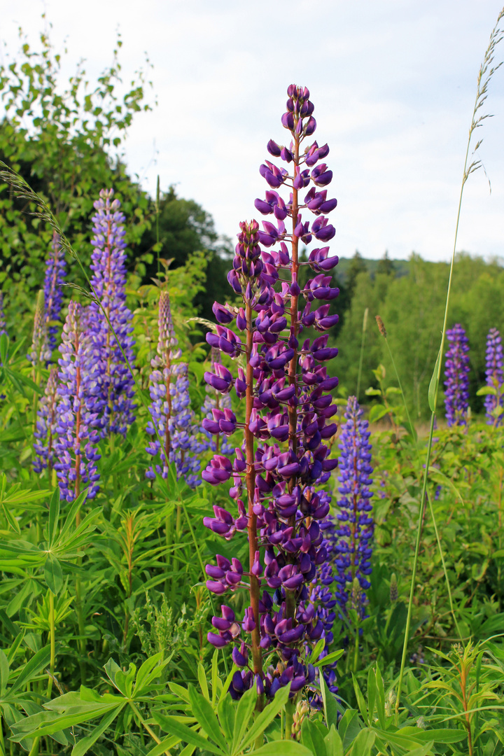 Lupinen am Altenberg (Kreuztal-Littfeld) 6