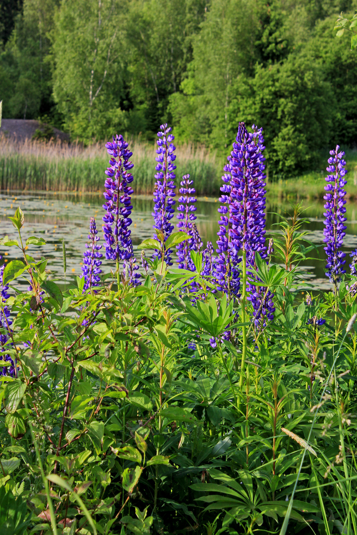 Lupinen am Altenberg (Kreuztal-Littfeld) 7