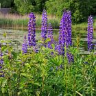 Lupinen am Altenberg (Kreuztal-Littfeld) 7