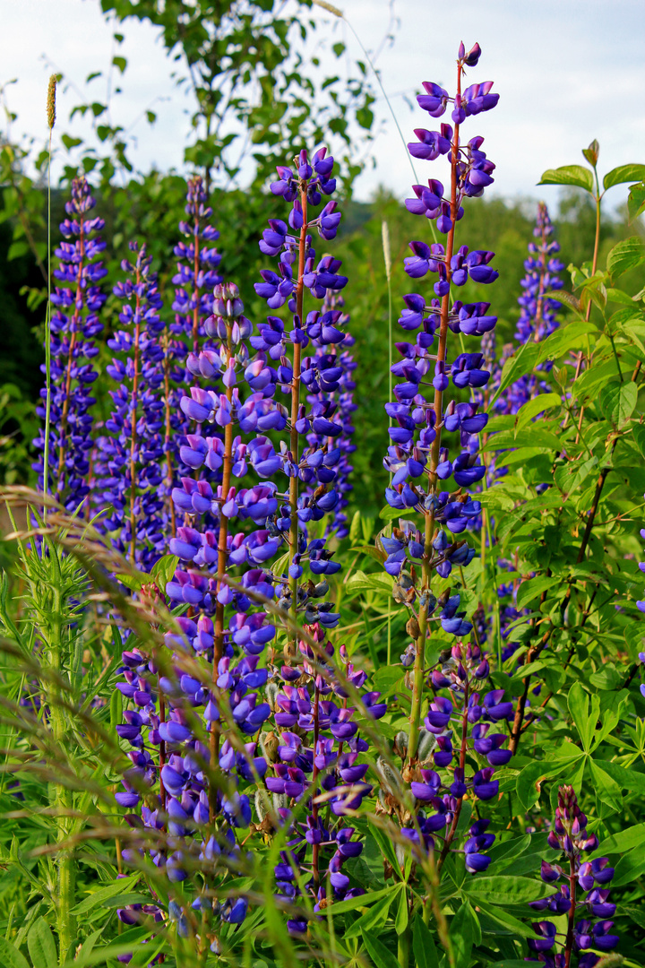 Lupinen am Altenberg (Kreuztal-Littfeld) 8