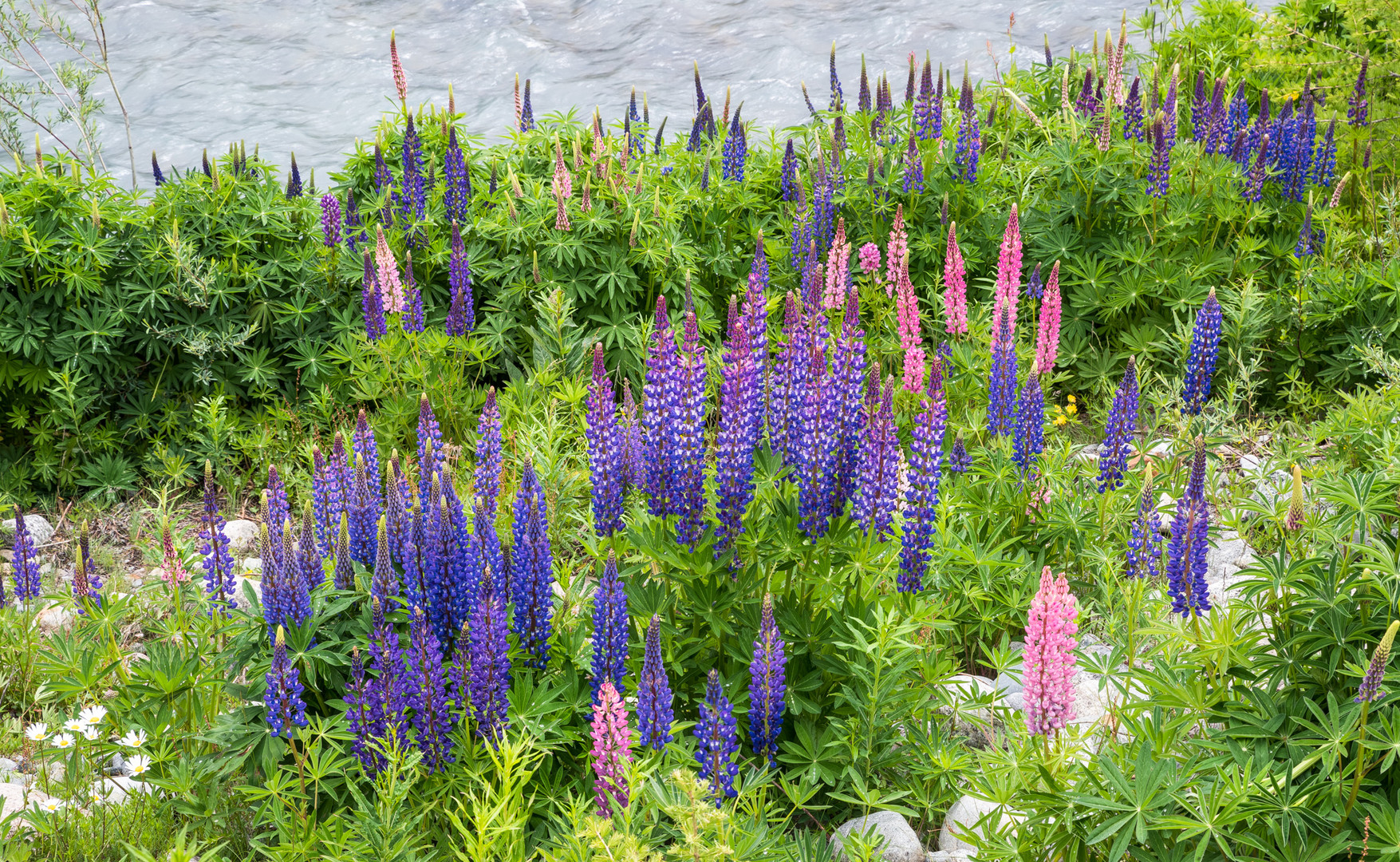 Lupinen am Flussufer