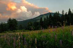 Lupinen am Großen Arber