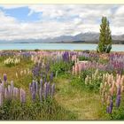 Lupinen am Lake Tekapo