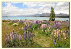 Lupinen am Lake Tekapo