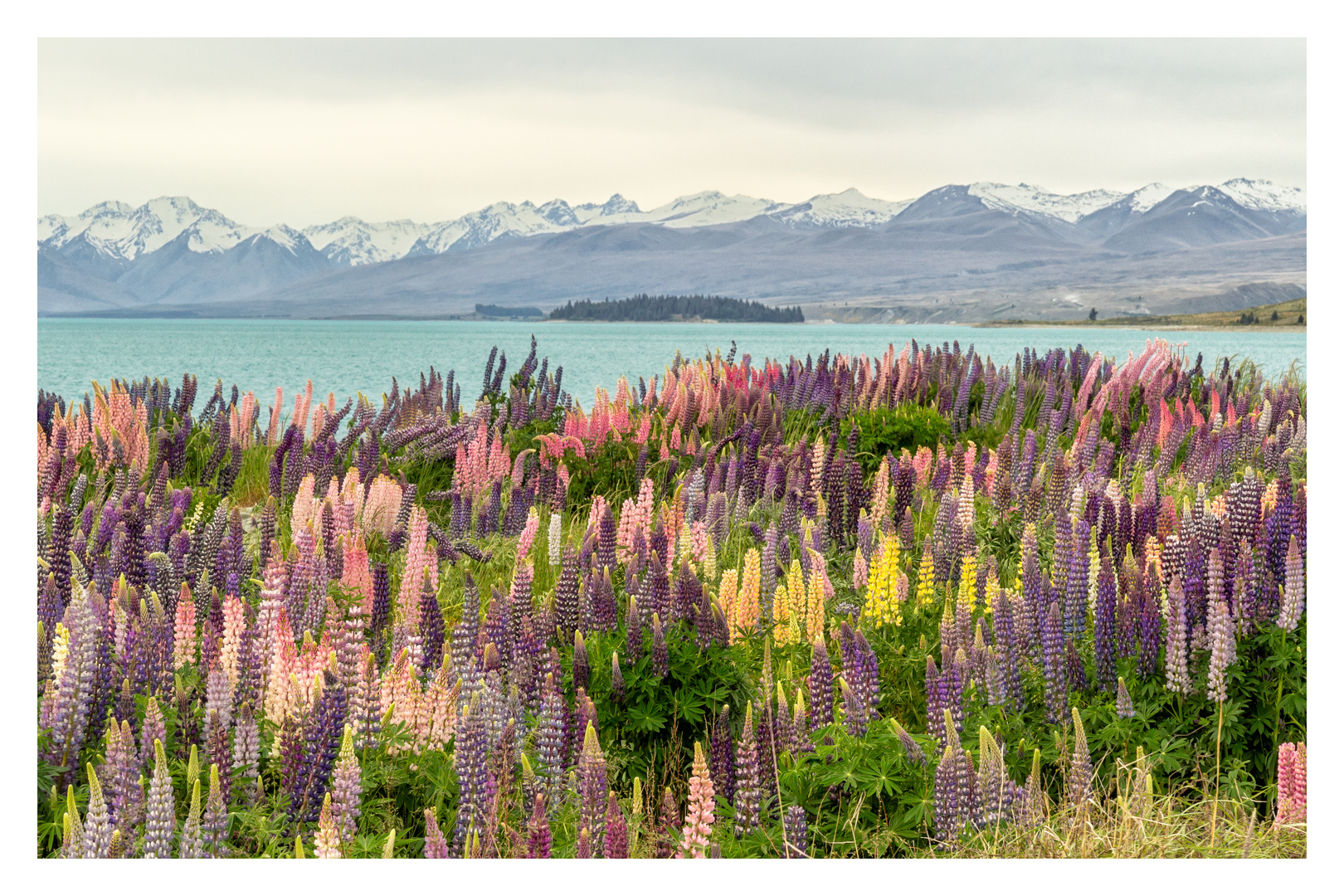 Lupinen am Lake Tekapo