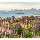 Lupinen am Lake Tekapo