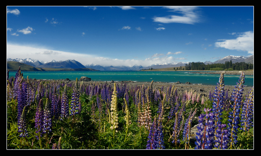 Lupinen am Lake Tekapu