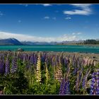 Lupinen am Lake Tekapu