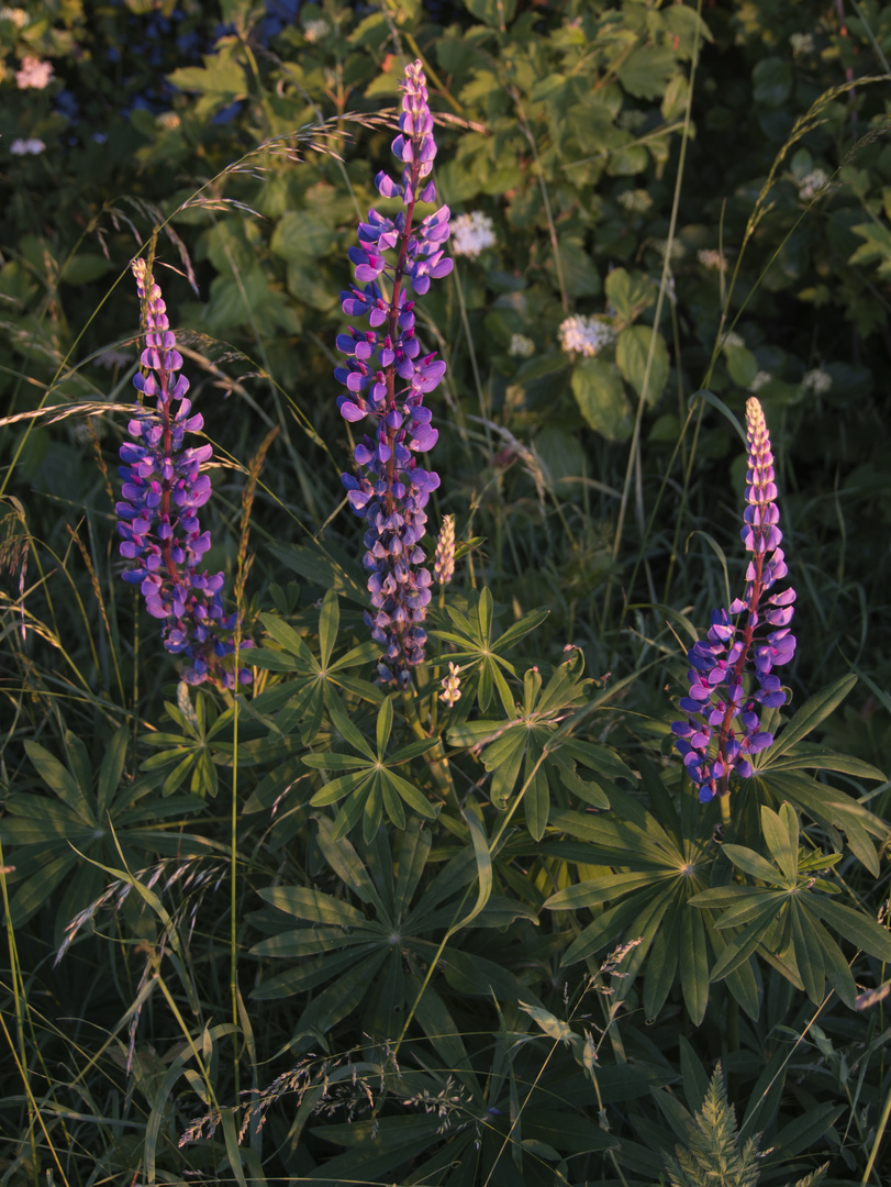 Lupinen am Morgen