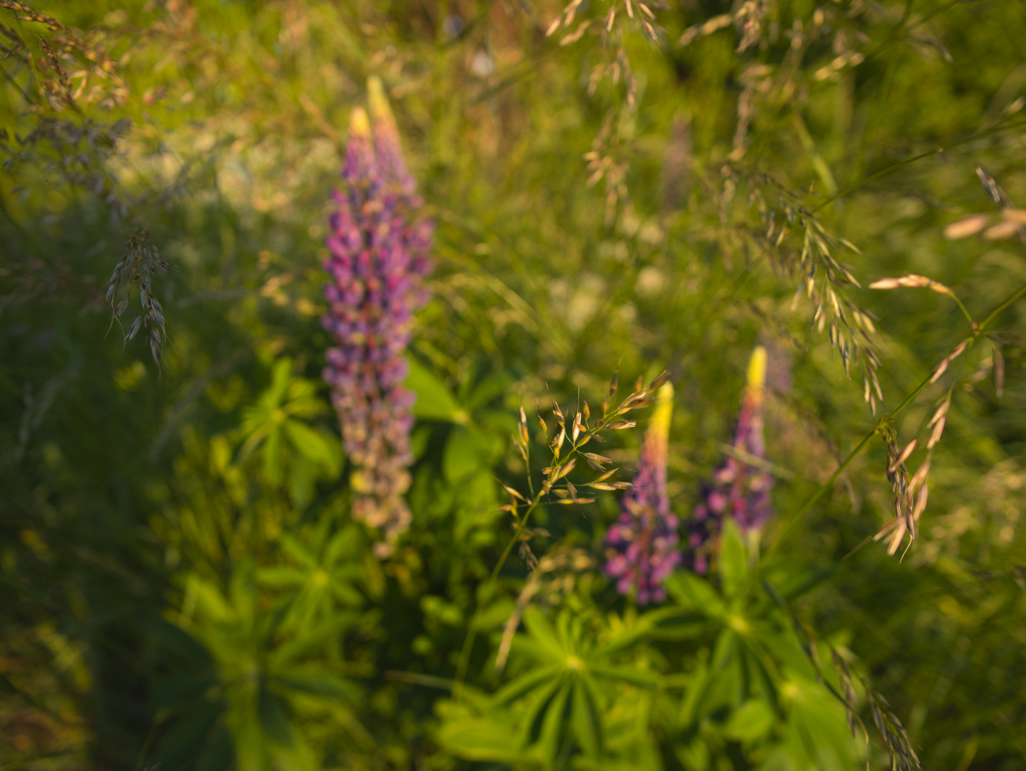 Lupinen am Morgen_2