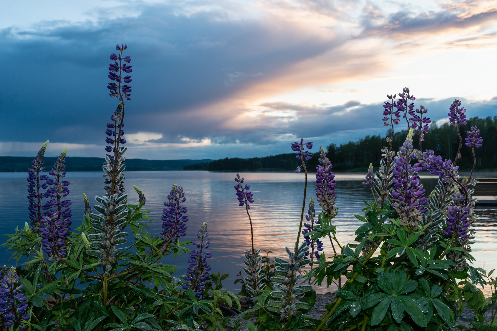 Lupinen am See