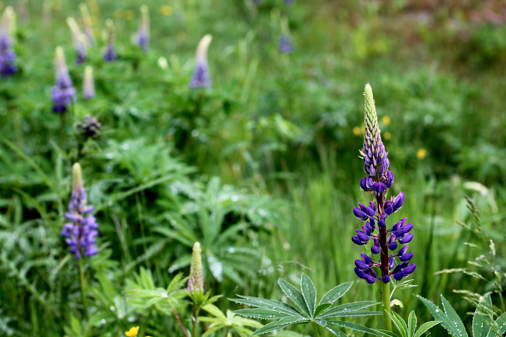 Lupinen am Waldrand