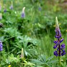 Lupinen am Waldrand