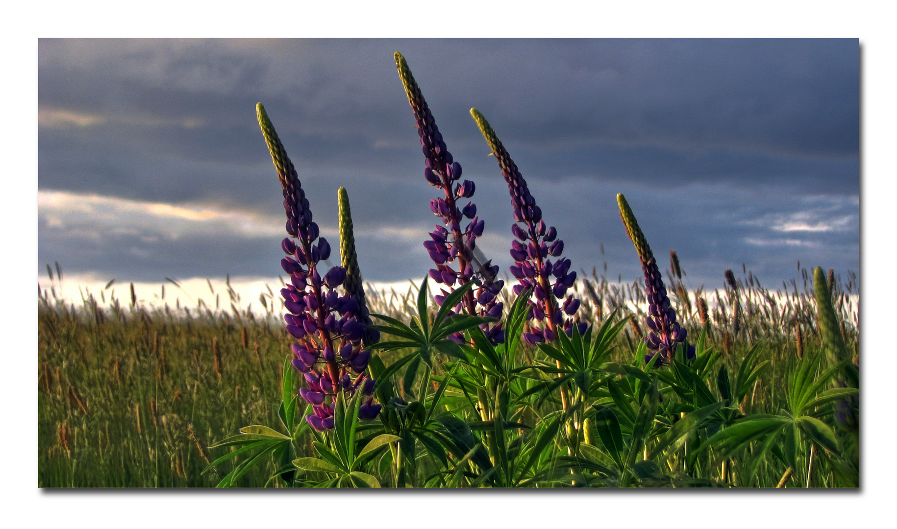 Lupinen am Wegesrand