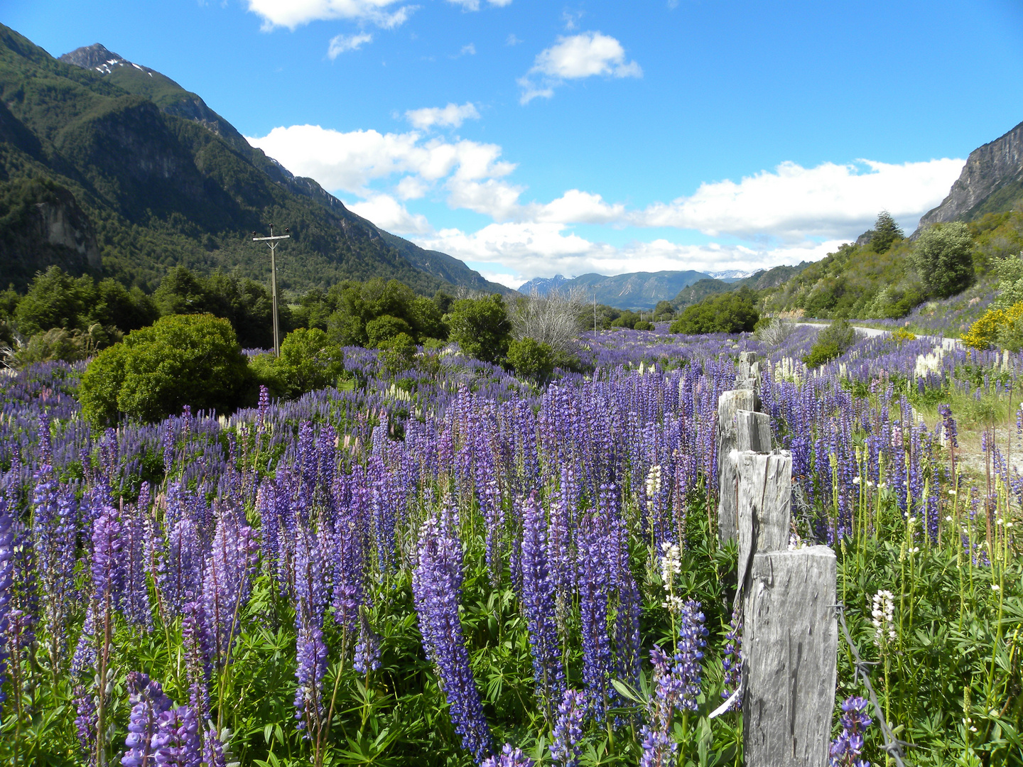 Lupinen an der Carretera Austral