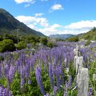 Lupinen an der Carretera Austral