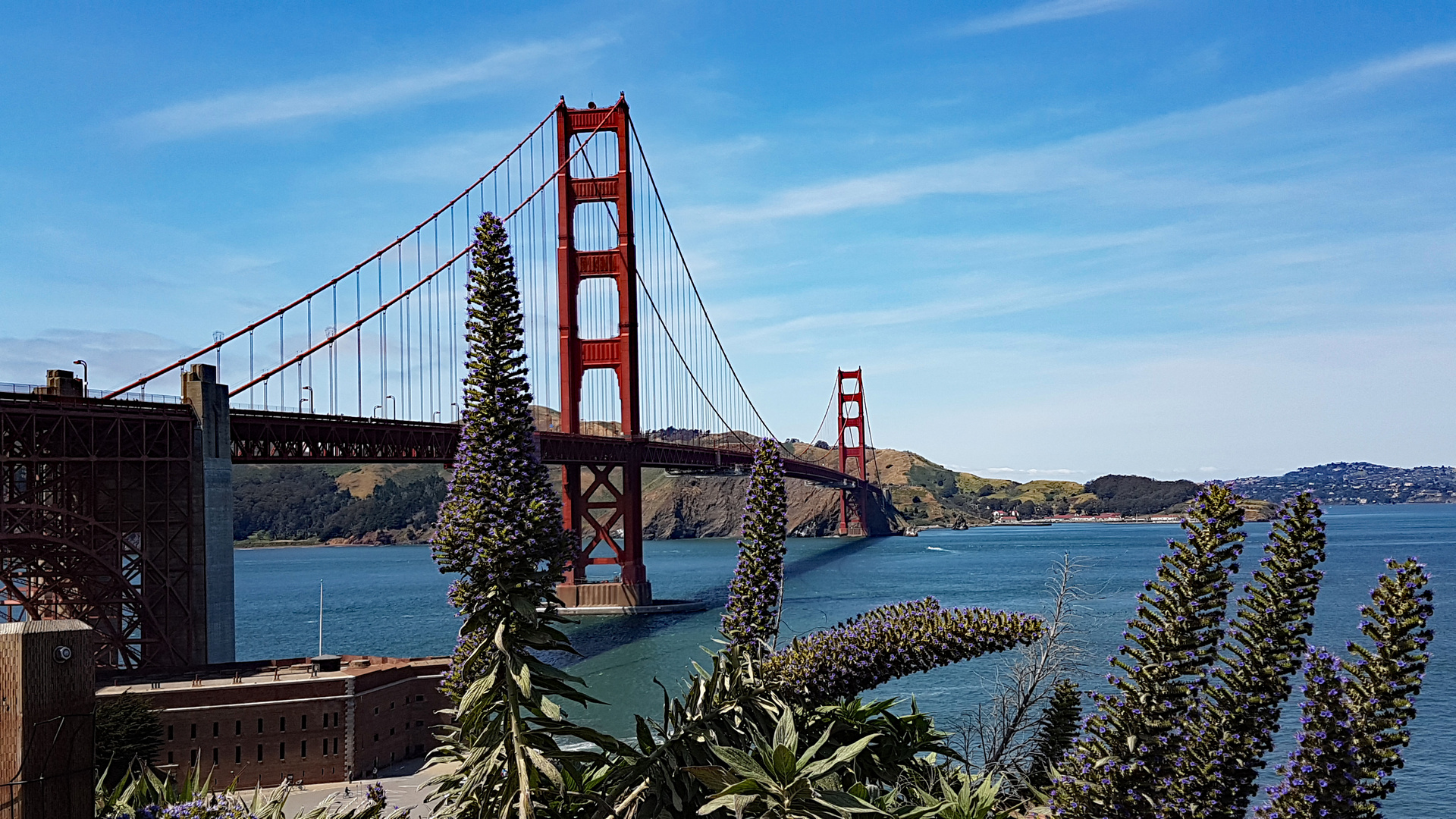 Lupinen ?? an der Golden Gate Bridge