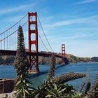 Lupinen ?? an der Golden Gate Bridge