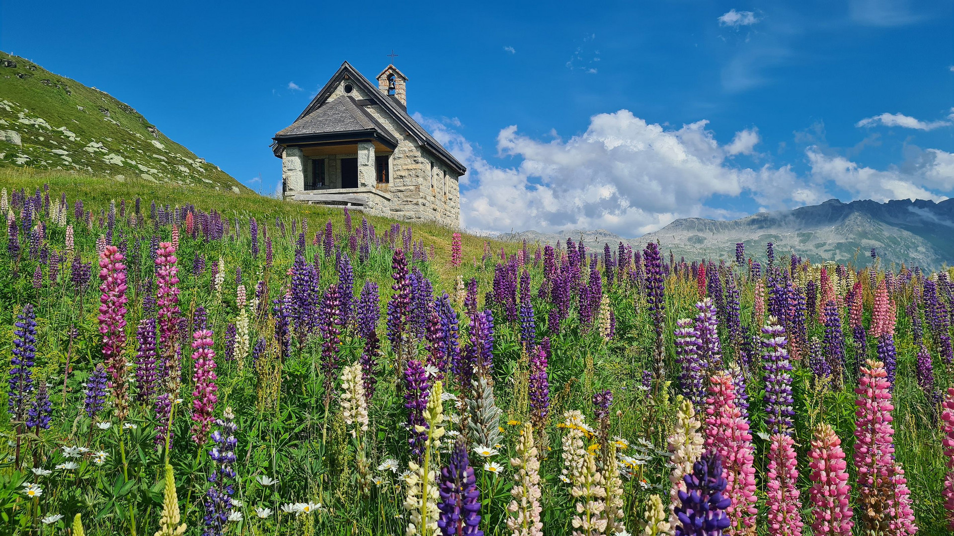  Lupinen auf dem Furkapass