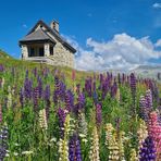  Lupinen auf dem Furkapass