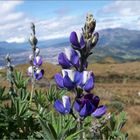 Lupinen auf dem Hausberg