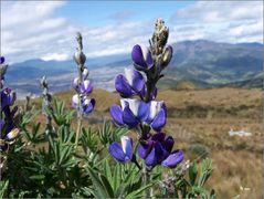 Lupinen auf dem Hausberg