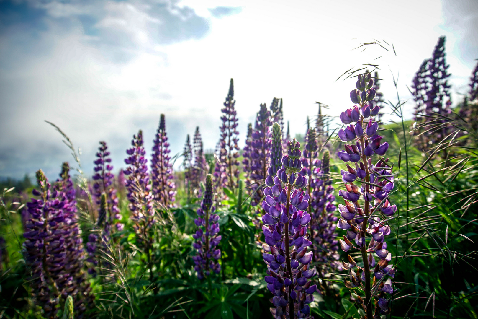 Lupinen auf dem Hochblauen