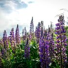 Lupinen auf dem Hochblauen