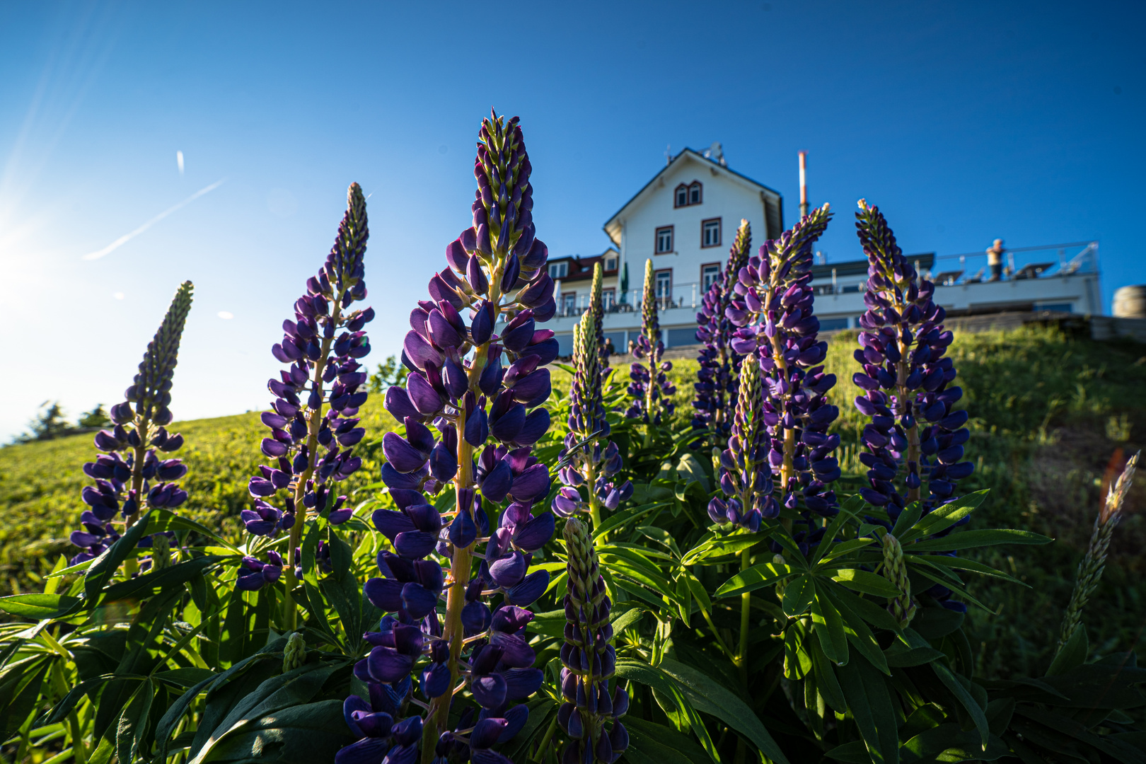 Lupinen auf dem Hochblauen im Schwarzwald