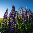 Lupinen auf dem Hochblauen im Schwarzwald