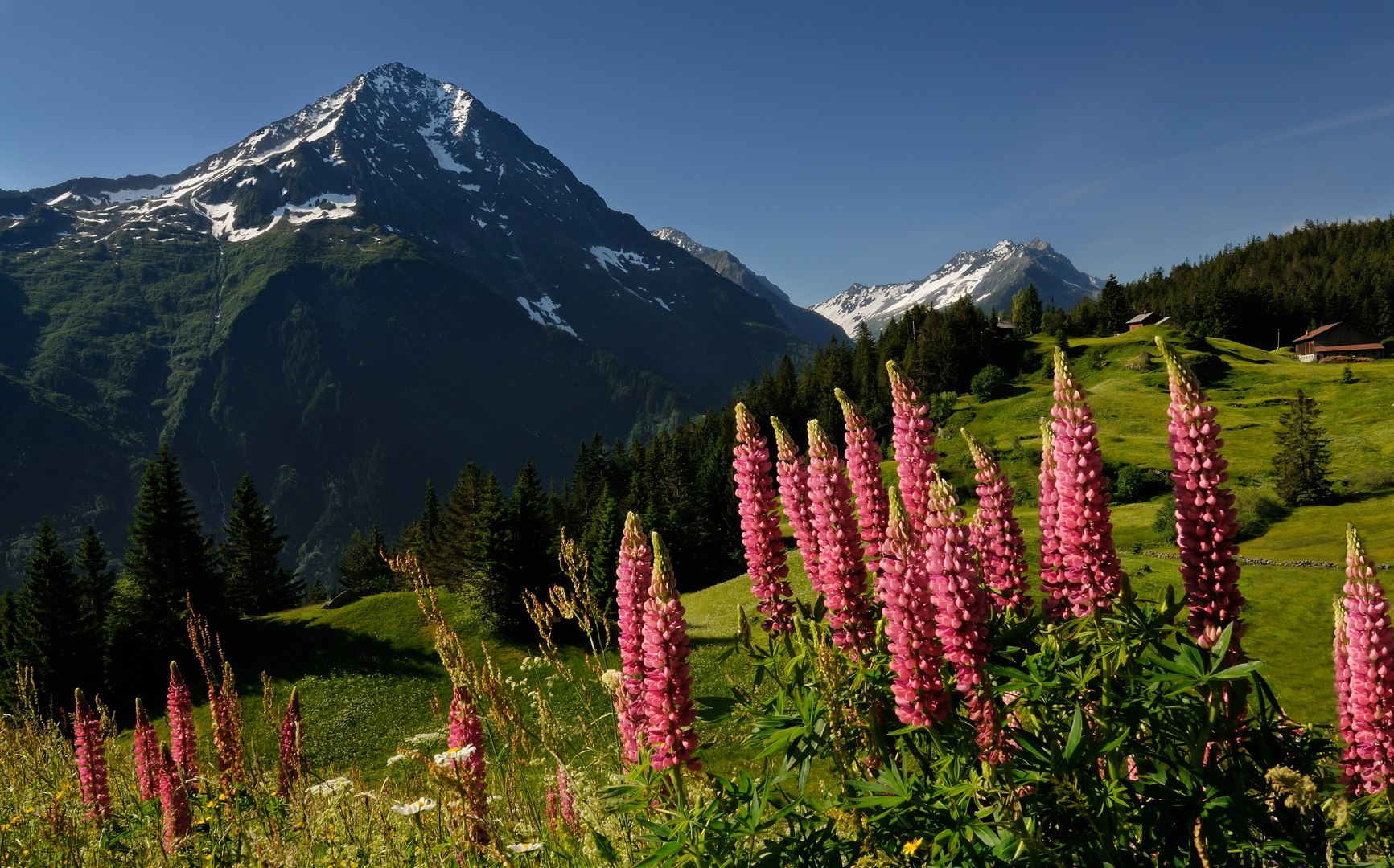 Lupinen auf dem Weg zum Arnisee