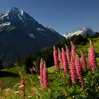 Lupinen auf dem Weg zum Arnisee