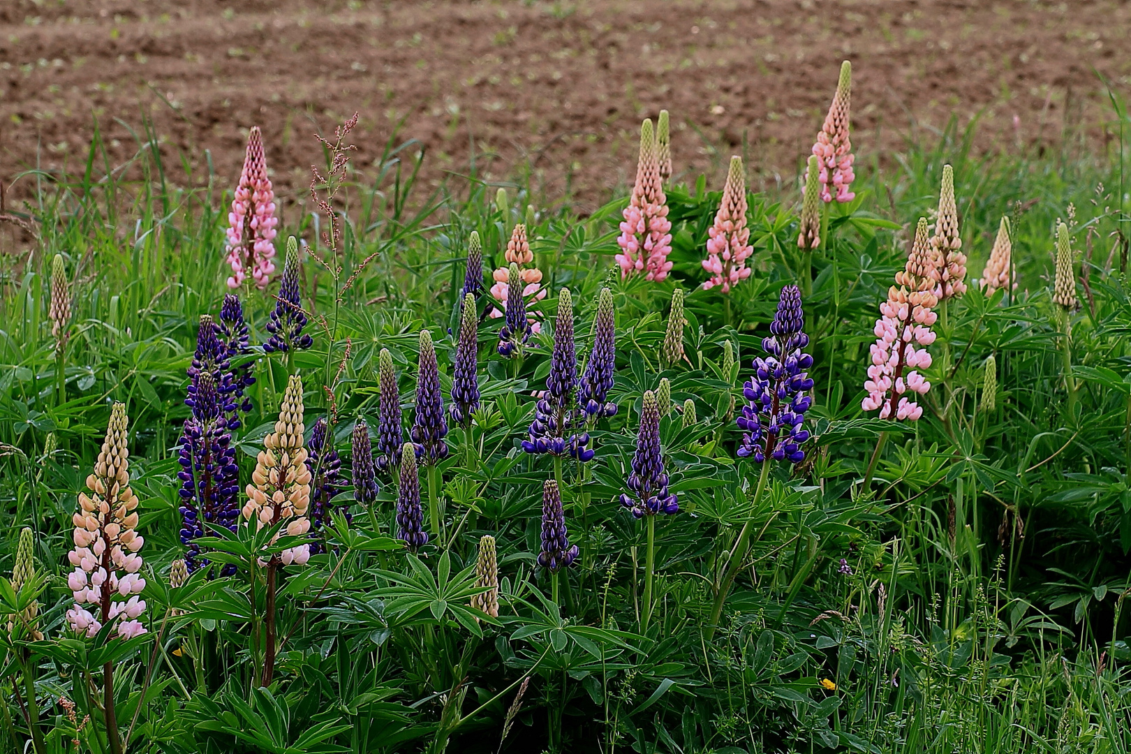 Lupinen auf der Streuobswies