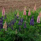 Lupinen auf der Streuobswies