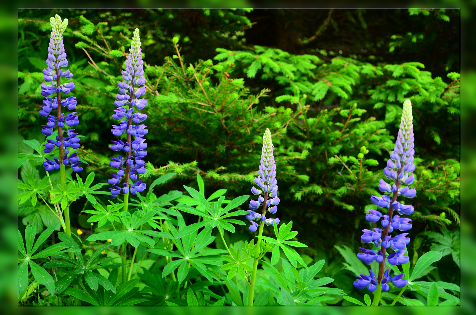 Lupinen auf der Turracher Höhe