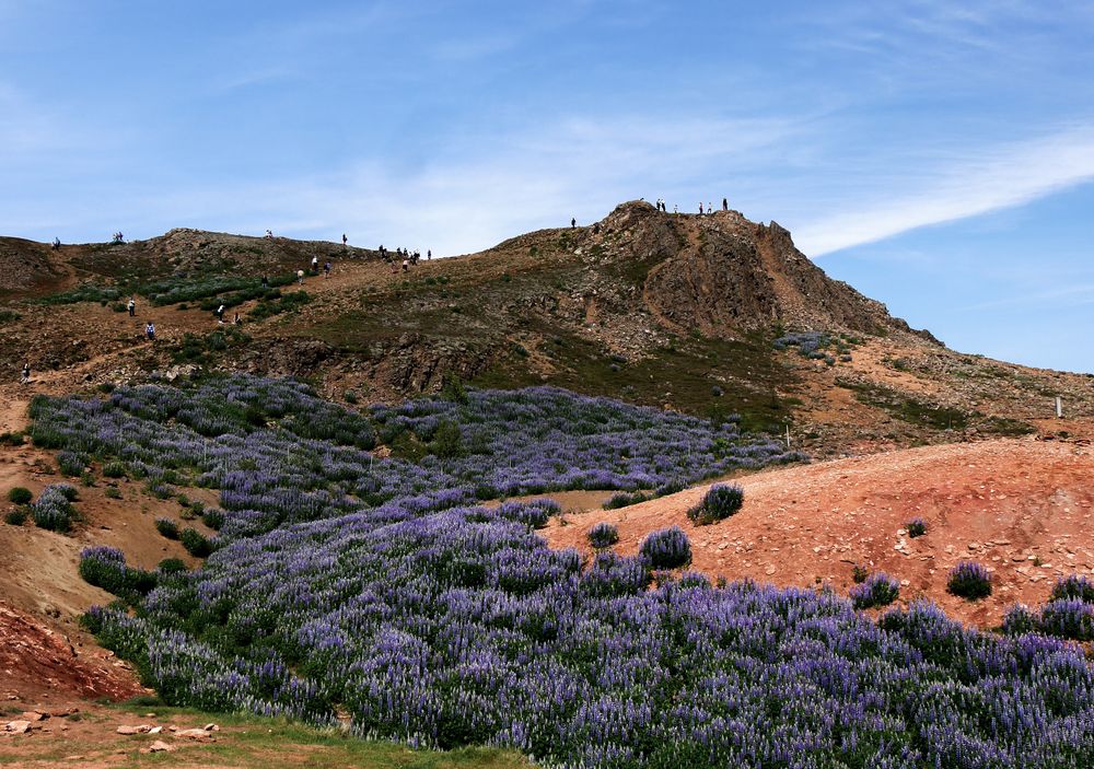 Lupinen auf Iceland