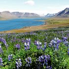 Lupinen auf Island breiten sich weiter aus