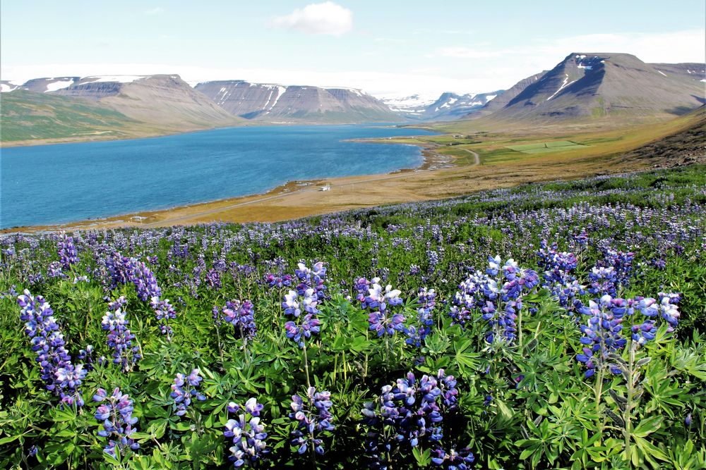 Lupinen auf Island breiten sich weiter aus