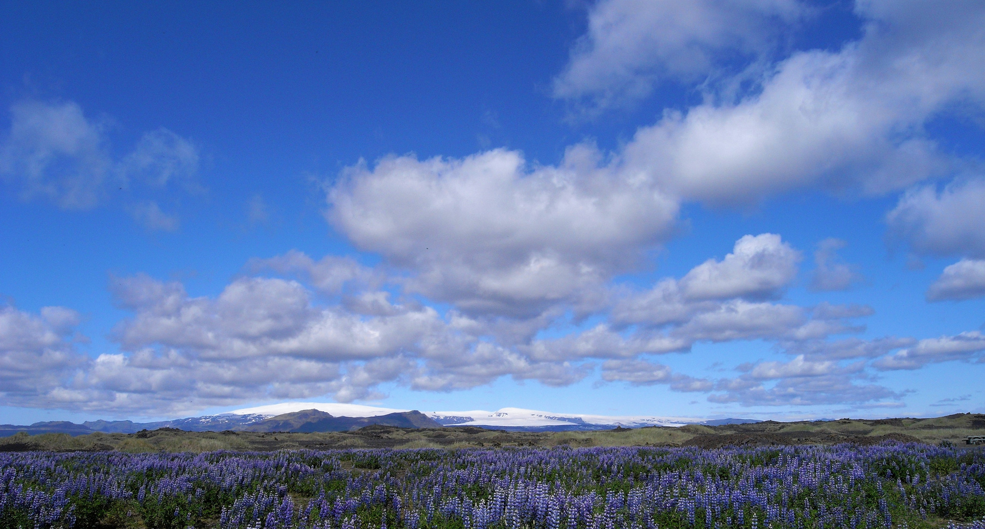 Lupinen auf Island