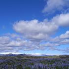 Lupinen auf Island