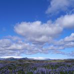 Lupinen auf Island