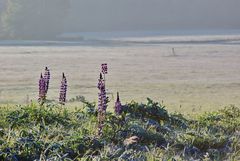 Lupinen auf reifbedeckter Wiese