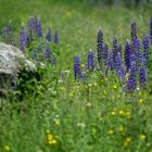 Lupinen auf Wiese