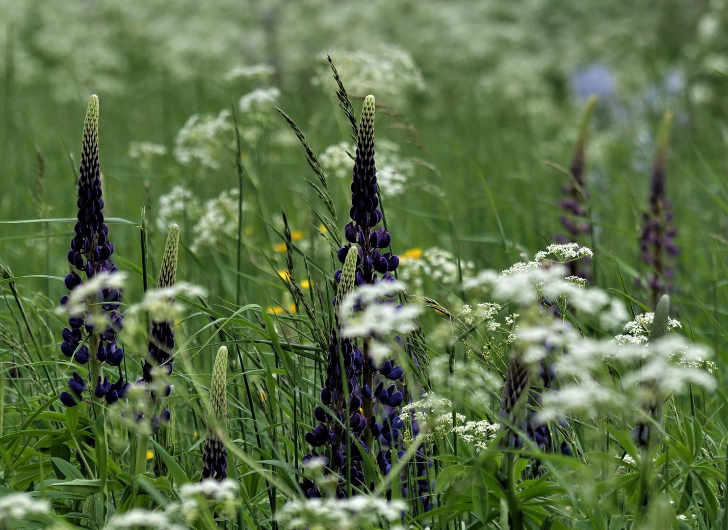 Lupinen