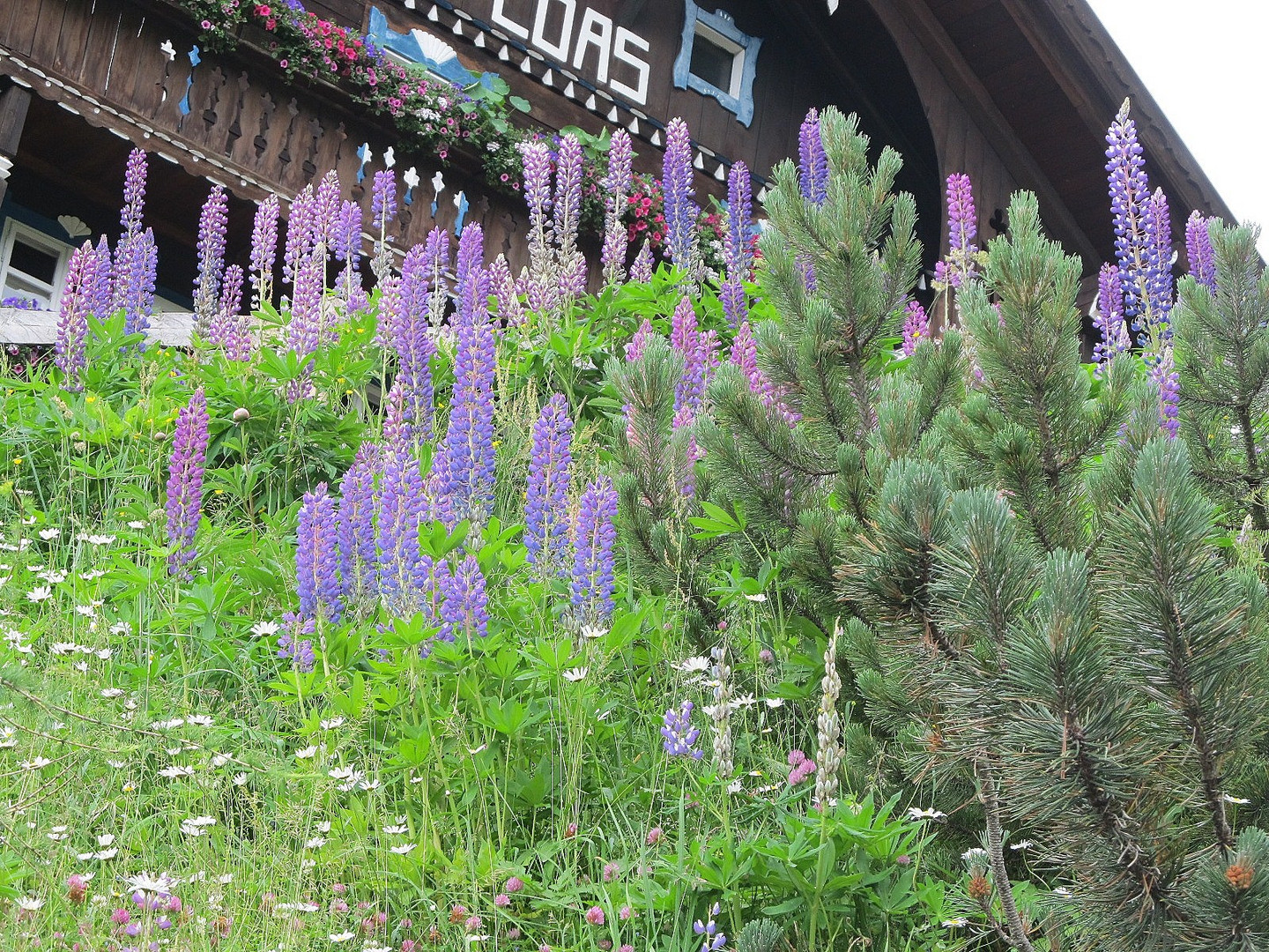 Lupinen beim Alpengasthof Loas