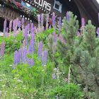 Lupinen beim Alpengasthof Loas