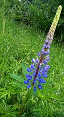 Lupinen blühen am Freizeitsee.