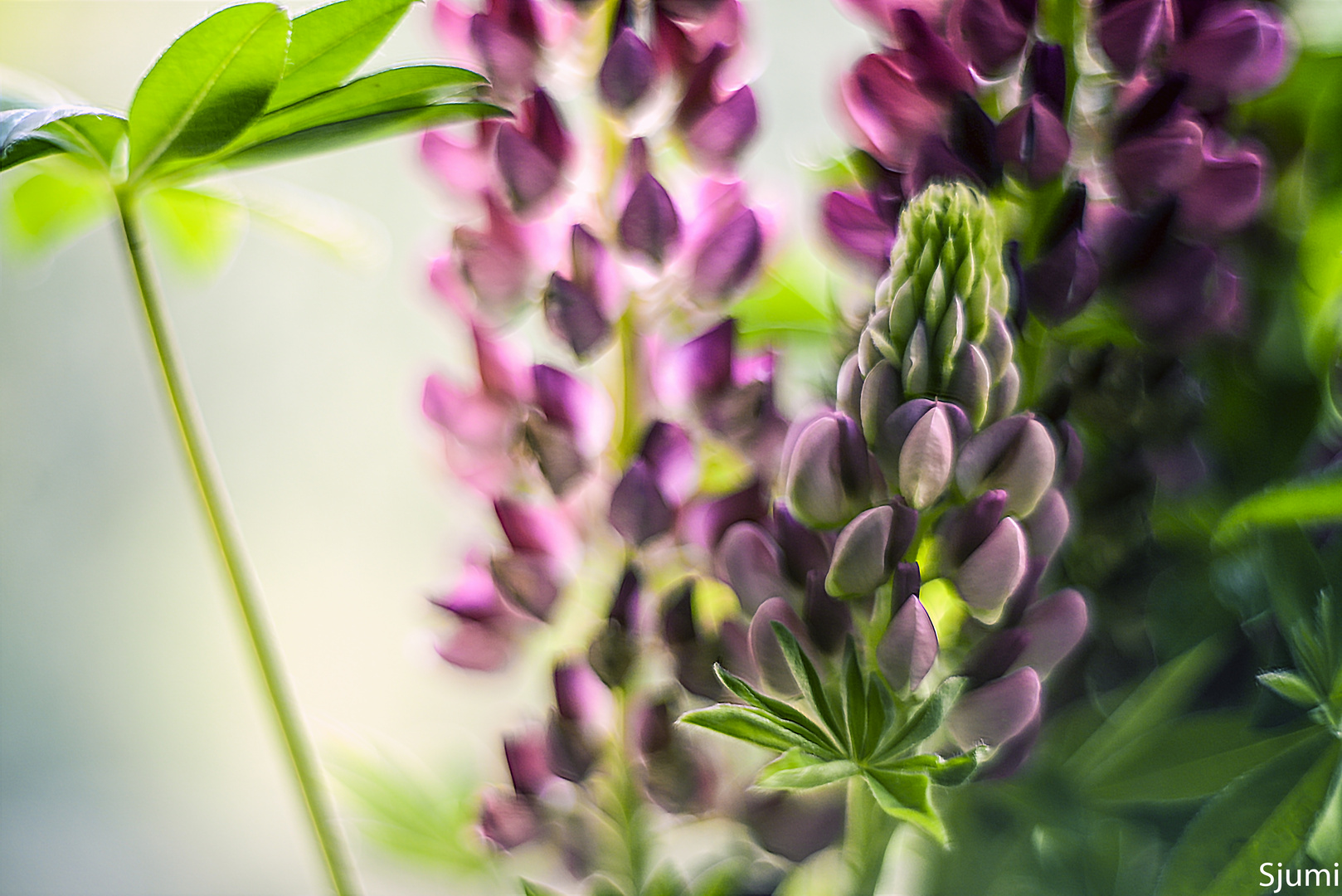 Lupinen Blütenzauber