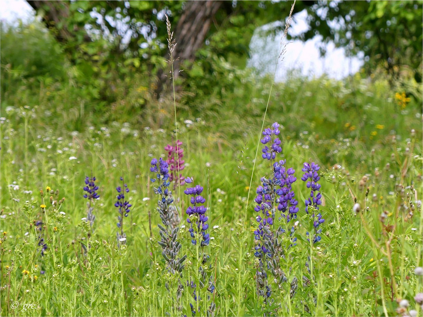 Lupinen